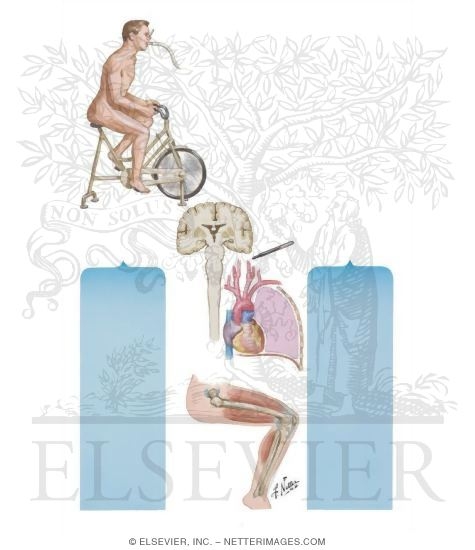 Watermarked preview of unlabeled image: Respiratory Response to Exercise