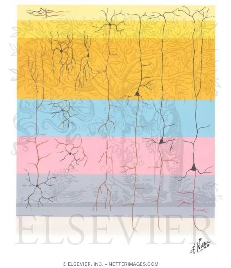 Types of Neurons in Cerebral Cortex