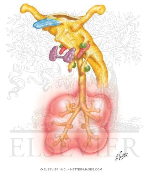 Respiratory System at 6 to 7 Weeks