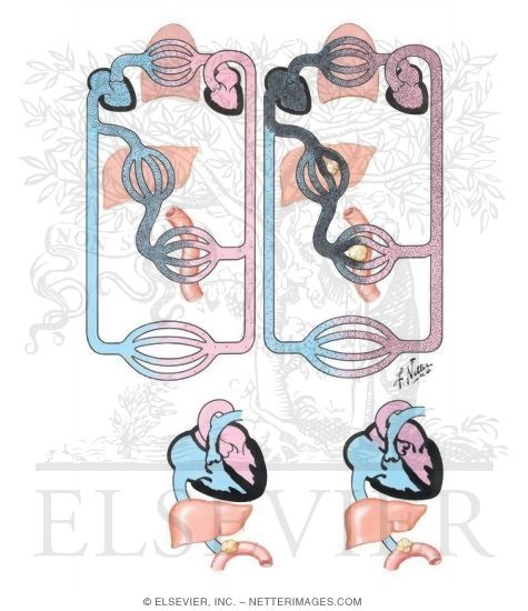 Watermarked preview of unlabeled image: Serotonin Metabolism