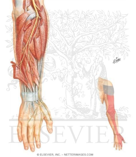 Radial Nerve in Forearm