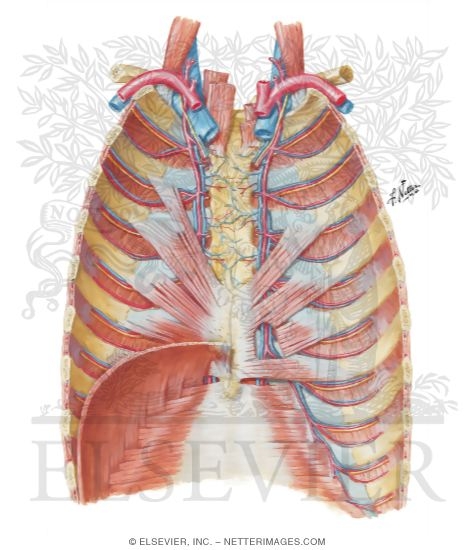 Anterior Thoracic Wall
Anterior Thoracic Wall: Internal View