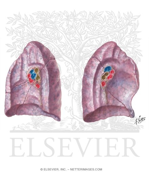 Lungs: Medial Views 
Medial Surface of Lungs
