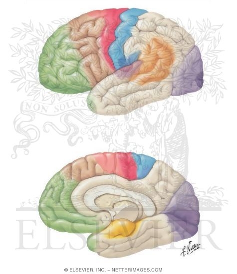 Cerebral Cortex: Localization of Function and Association Pathways