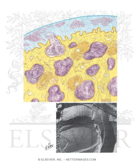 Type II Alveolar Cell and Surface-Active Layer
