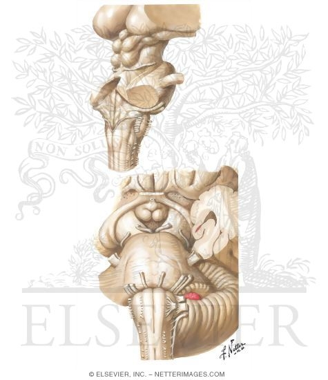 Brainstem