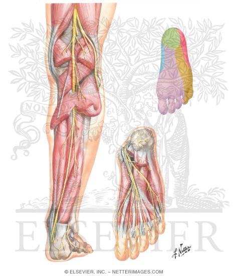 Tibial Nerve (L4, L5; S1, S2, S3)