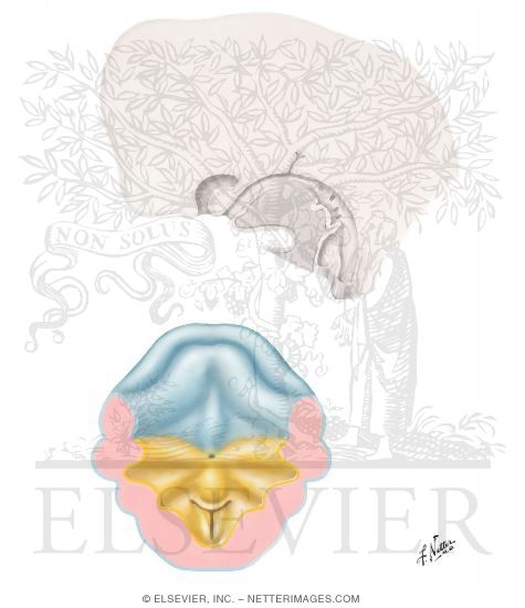 Watermarked preview of unlabeled image: Embryo at 5 to 6 Weeks