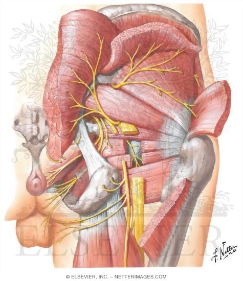 Nerves of Buttock