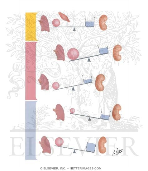 Watermarked preview of unlabeled image: Role of Lungs and Kidneys in Regulation of Acid-Base Balance