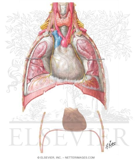 Phrenic Nerve 