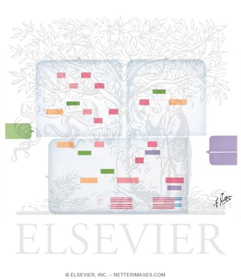 Cascade of Clotting Factors and Sites of Action of Heparin and Warfarin
