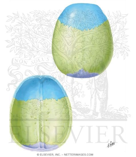 Calvaria 