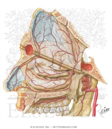 Arteries of Nasal Cavity: Nasal Septum Turned Up