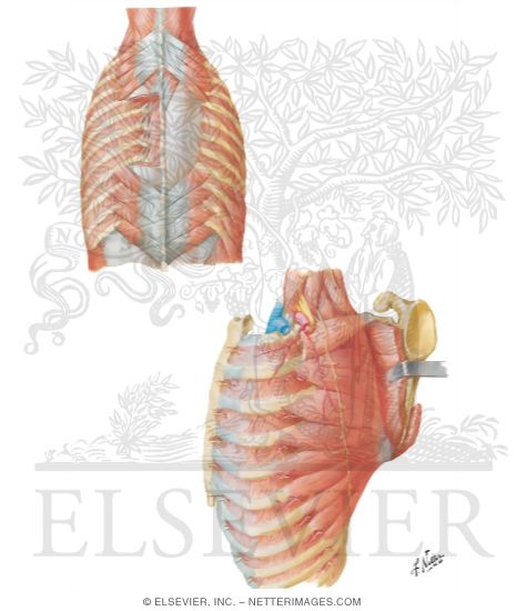 Dorsal Aspect of Thorax
Posterior and Lateral Thoracic Walls
