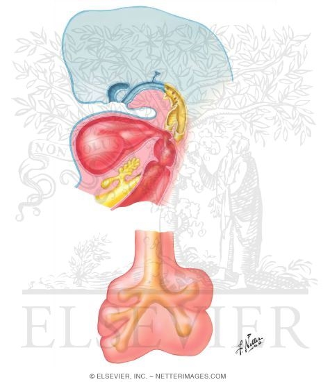 Sagittal Section at 5 to 6 Weeks - Bronchi and Lungs at 5 to 6 Weeks