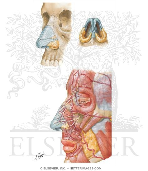 Human Anatomy Nose