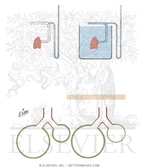 Watermarked preview of unlabeled image: Surface Forces in Lung