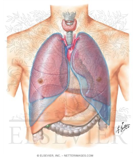 Topography of Lungs: Anterior View