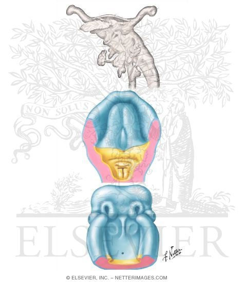 Watermarked preview of unlabeled image: Embryo at 6 to 7 Weeks