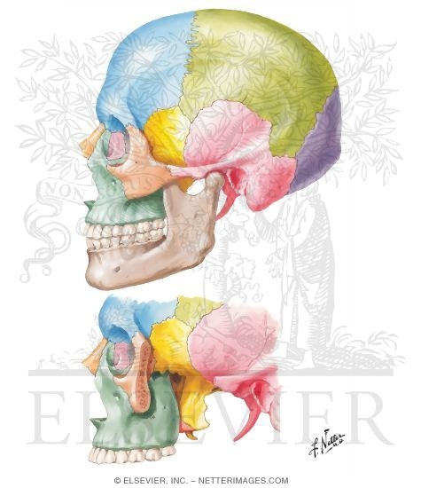 Lateral Aspect of Skull