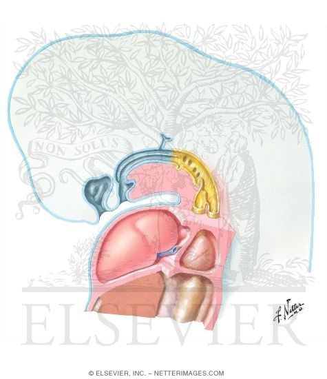 Watermarked preview of unlabeled image: The Relationship Between Lungs and Pleural Cavities