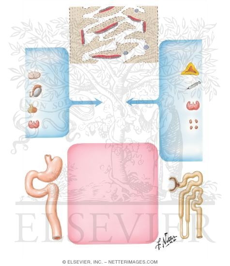 Dynamics of Bone Homeostasis