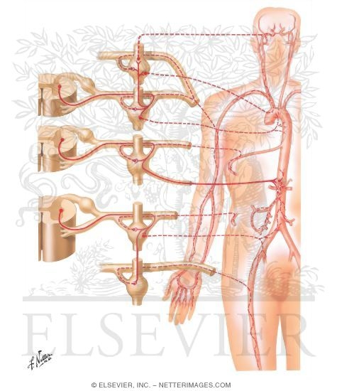 Innervation of Blood Vessels: Schema