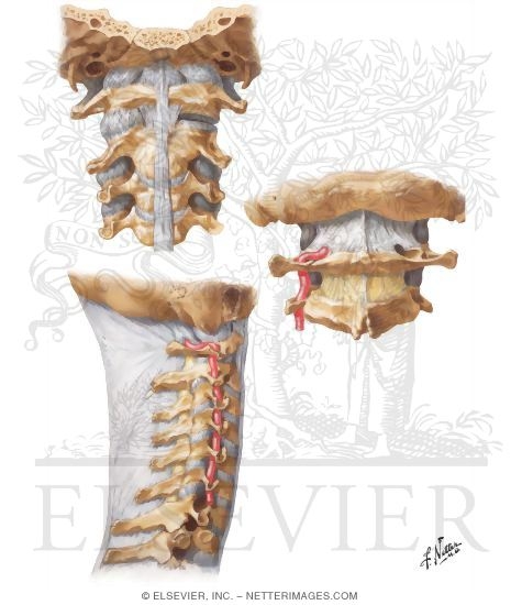 External Craniocervical Ligaments