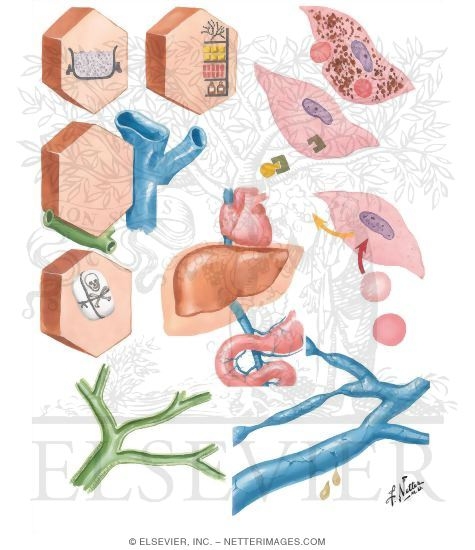 Liver Functions