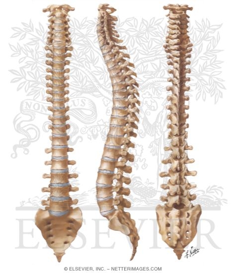 Vertebral Column