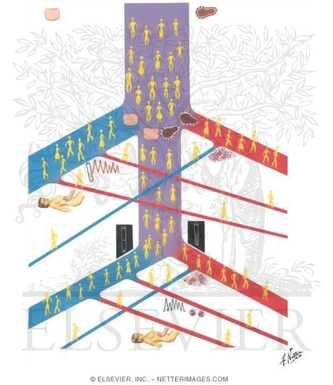 Watermarked preview of unlabeled image: Evaluation and Application of Hepatic Tests