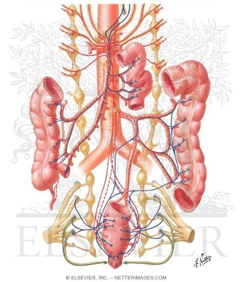Watermarked preview of unlabeled image: Innervation of the Intestine