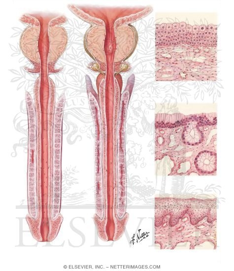 Urethra and Penis