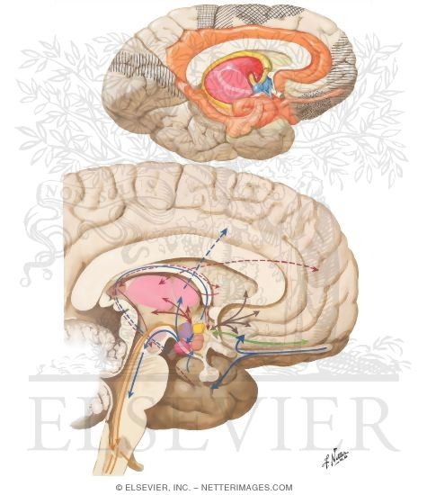 Watermarked preview of unlabeled image: Cerebral Regions Associated With Hypothalamus