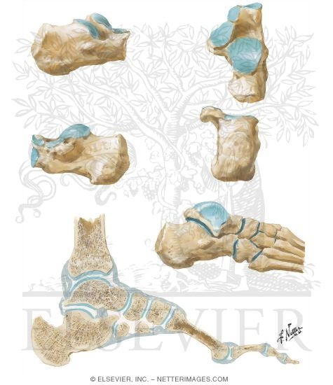 Anatomy of the Calcaneus
Calcaneus 