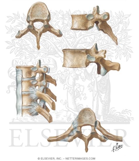 Thoracic Vertebrae and Rib Attachments