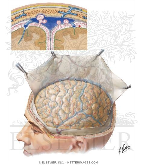 Meninges and Superficial Cerebral Veins