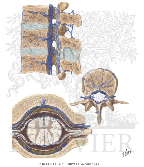 Veins of Spinal Cord and Vertebrae
Veins of Spinal Cord and Vertebral Column
Venous Drainage of Spinal Cord and Vertebral Column