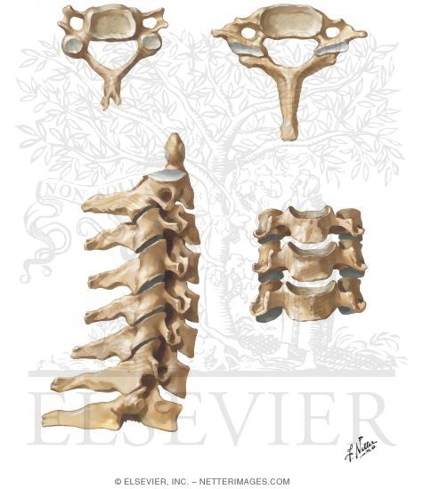 Cervical Vertebrae
Spine: Osteology