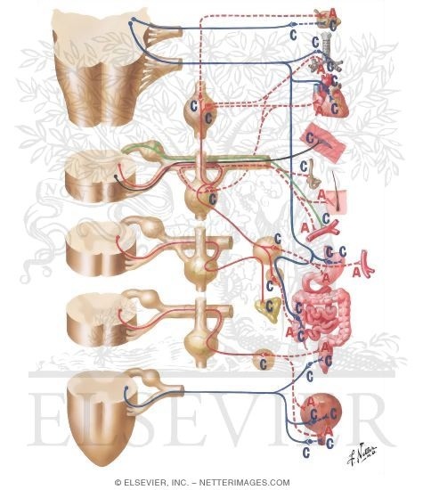 Cholinergic and Adrenergic Synapses: Schema
Cholinergic and Adrenergic Nerves