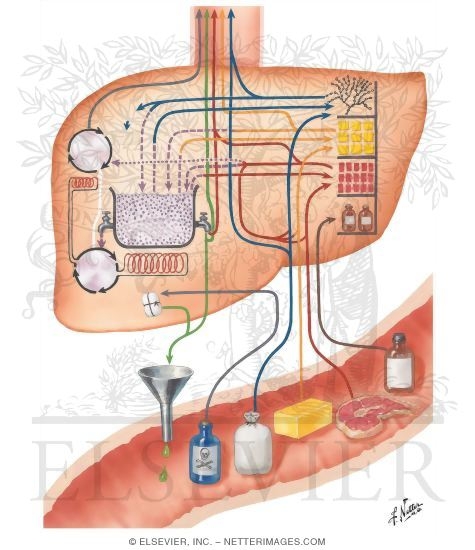 Watermarked preview of unlabeled image: The Metabolic Pool