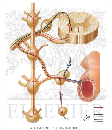 autonomic reflex
