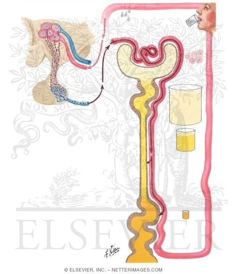Watermarked preview of unlabeled image: Regulation of Water Balance