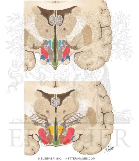 Sections Through Hypothalamus II - Planes 3 and 4
Sections Through the Hypothalamus - Tuberal Zone