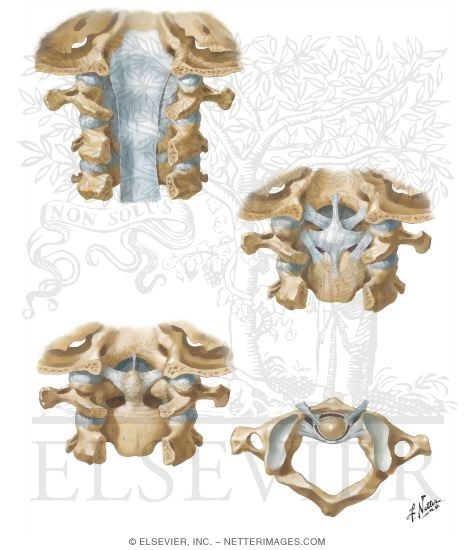 Internal Craniocervical Ligaments