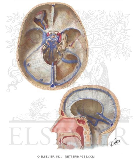 Venous Sinuses: Sinus Durae Matrix
Venous Sinuses of Dura Mater