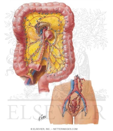Lymph Drainage of Large Intestine