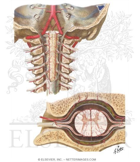 Anterior and Posterior Spinal Arteries and Their Distribution