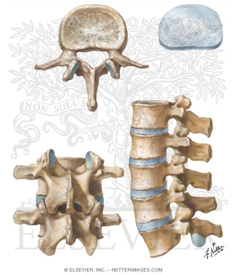 Lumbar Vertebrae and Intervertebral Disc
Spine: Osteology